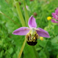 mini-orchidee-sauvage