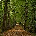 ste_apolline_36_(83)