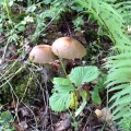 Champignons  Forêt