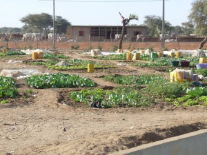 Un périmètre maraîcher exploité par un groupement de femmes à Banadji
