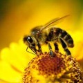 Petit-sujet-sur-les-abeilles-et-leurs-ruche
