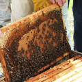 apiculture