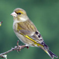 oiseau