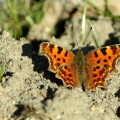 papillon foret