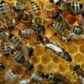 abeilles