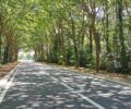 Une image contenant plein air, route, voie de circulation, arbres en bord de route