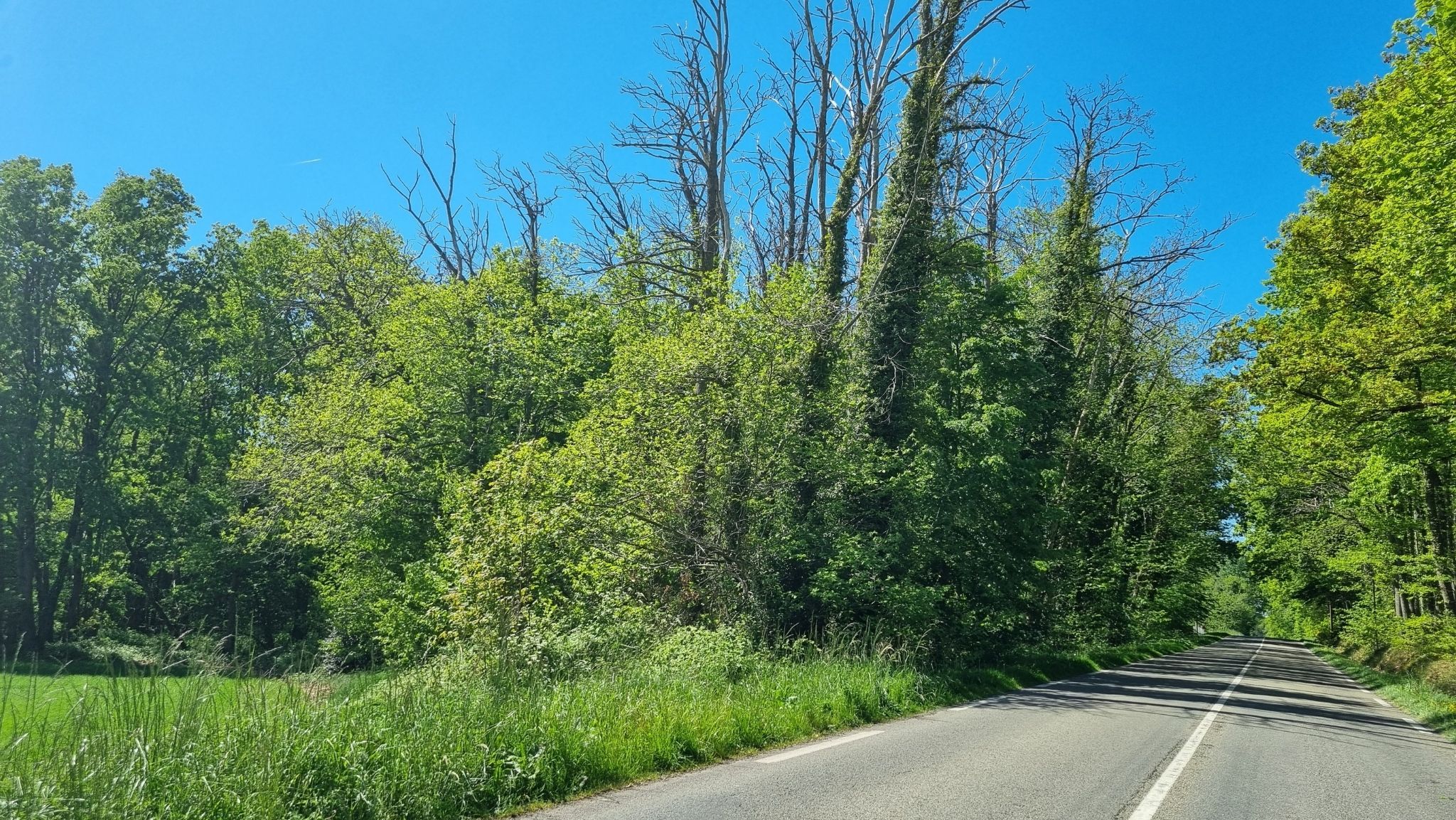 Des travaux pour sécuriser la RD11 et préparer la forêt de demain