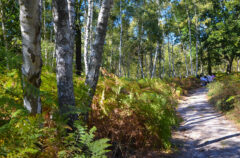 Donnez votre avis sur la forêt départementale de Moussus-Saint-Laurent
