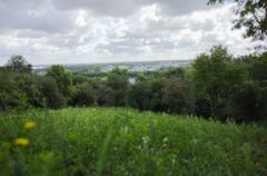 Vue sur la forêt du haut de la colline