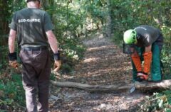 Deux personnes avec des casques de chantier coupent un arbre à la tronçonneuse