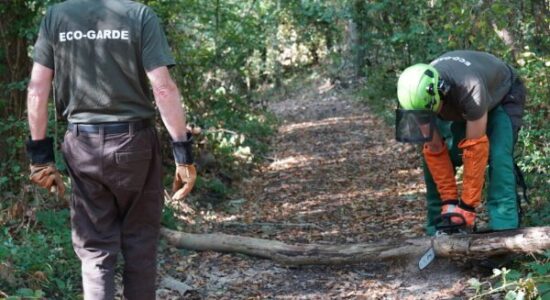 Deux personnes avec des casques de chantier coupent un arbre à la tronçonneuse