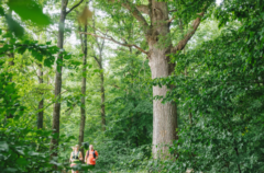 Deux personnes font du trail dans une forêt