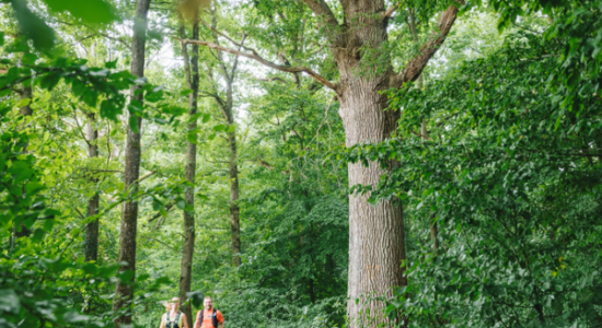 Deux personnes font du trail dans une forêt