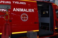 Le camion de sapeurs-pompiers pour les animaux