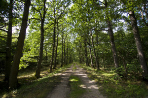 Bois de Pinceloup ENS