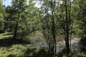 Forêt des Flambertins