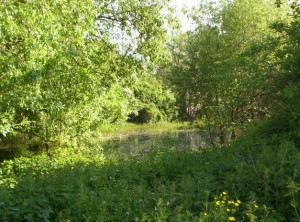 prairie alluviale - Mesnil-le-Roi