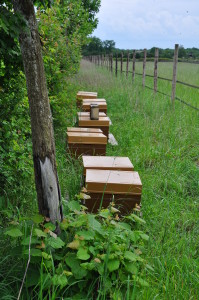 Ruches, Ferme de la Petite Hogue