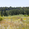 Parc Peuple herbe02