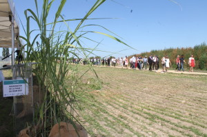 Coeur Vert Carrières 042