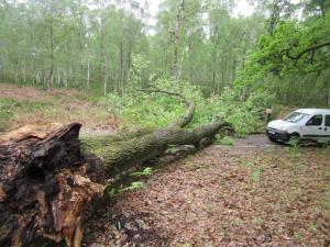 Chute arbre 2016 (2)