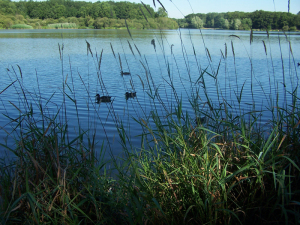 etangs de Bonnelles
