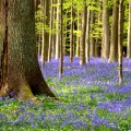 printemps jacinthes forêt