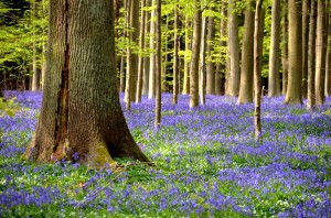 printemps jacinthes forêt